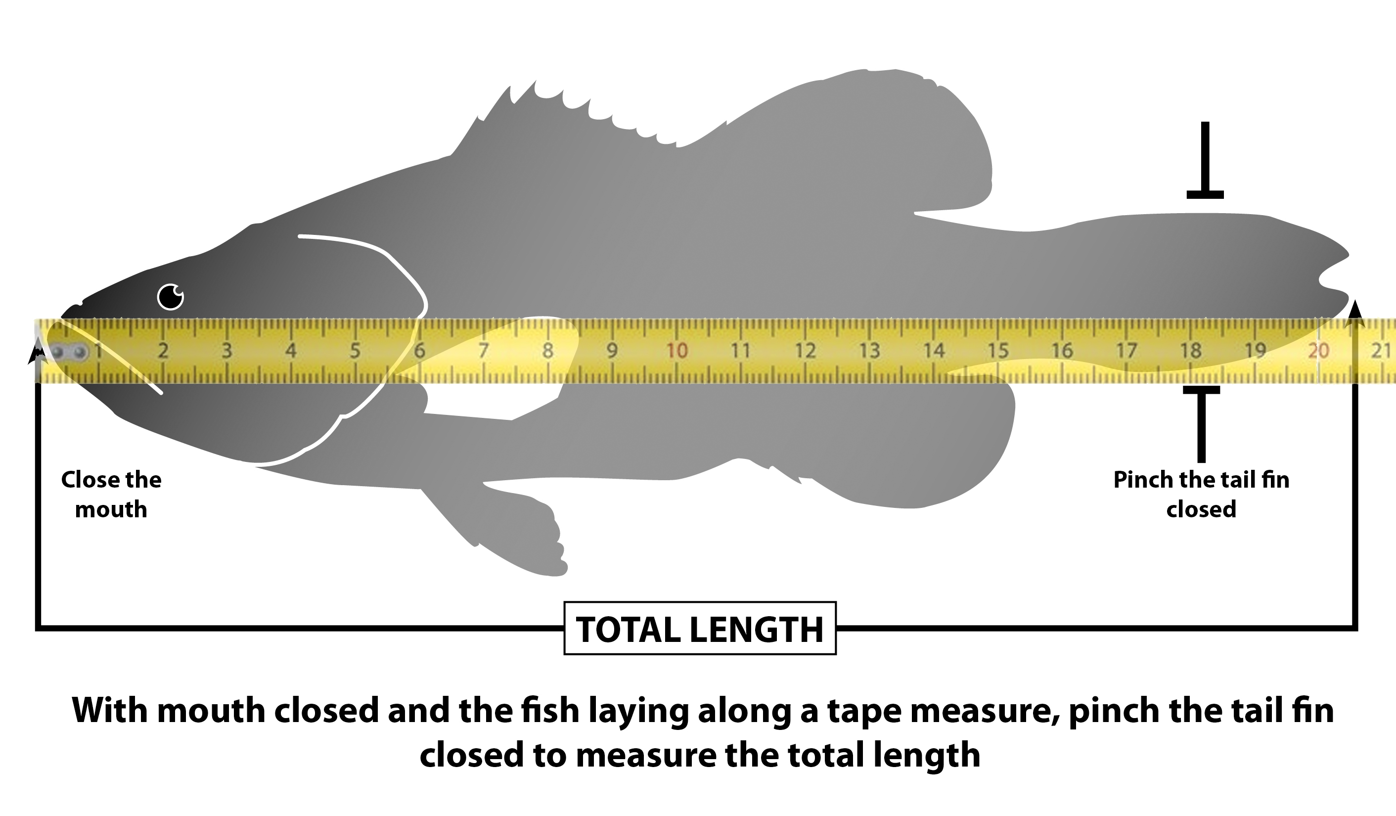 FishMaryland - How to Submit your catch